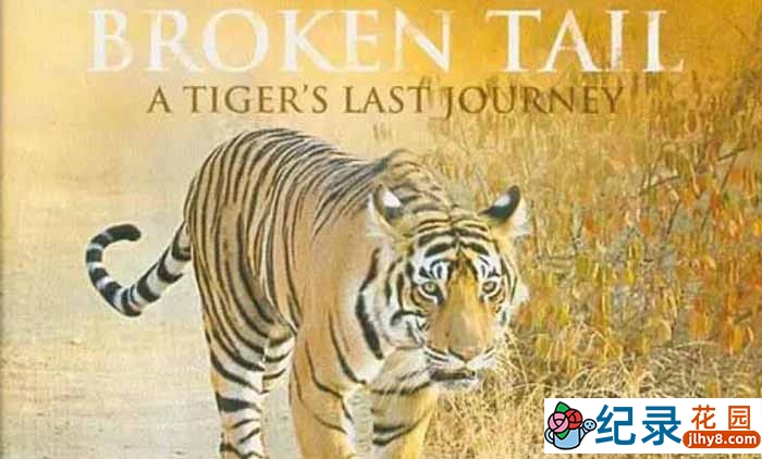 PBS野生动物保护纪录片《老虎“断尾”的最后旅程 Broken Tail:A Tiger’s Last Journey》全1集 720P/1080i高清纪录片资源百度云盘下载