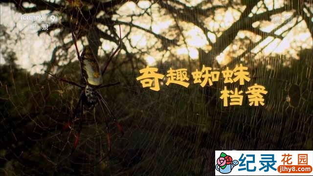 央视蛛形动物纪录片《奇趣蜘蛛档案》全1集 720P/1080i高清纪录片资源百度云盘下载