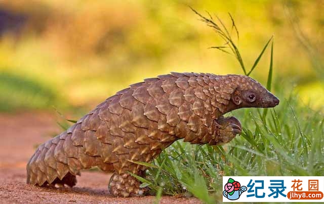 动物保护纪录片《黑市大起底 盗猎穿山甲 Black Market Poaching Pangolin》全1集 720P/1080i高清纪录片资源百度云盘下载