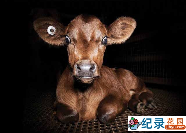 动物养殖业纪录片《统治 Dominion》全1集 720P/1080i纪录片资源百度云盘下载