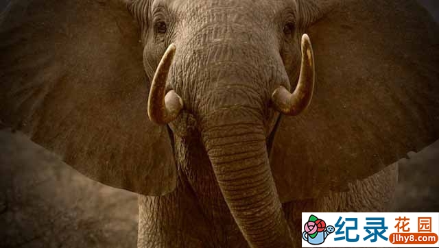 Netflix动物公益纪录片《奥地利：象牙之战 The Ivory Game》全1集 720P/1080i高清纪录片百度云下载