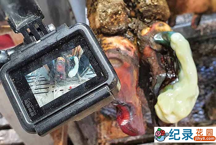 解压治愈纪录片《修剪牛蹄》第3季中字 1080高清纪录片解说素材百度云盘下载