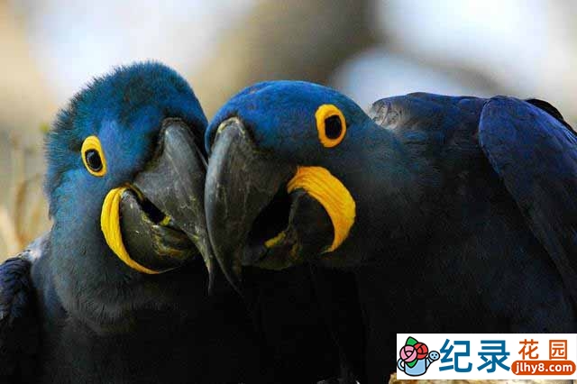 国家地理自然生态纪录片《狂野巴西 Wild Untamed Brazil》全5集 720P/1080i高清纪录片百度云