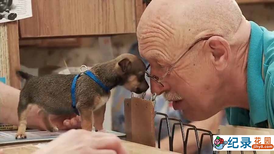 国家地理妙手兽医纪录片《动物神医 The Incredible Dr.Pol》第10季全12集中字 纪录片解说素材百度云盘下载 1080/MKV/31.1G