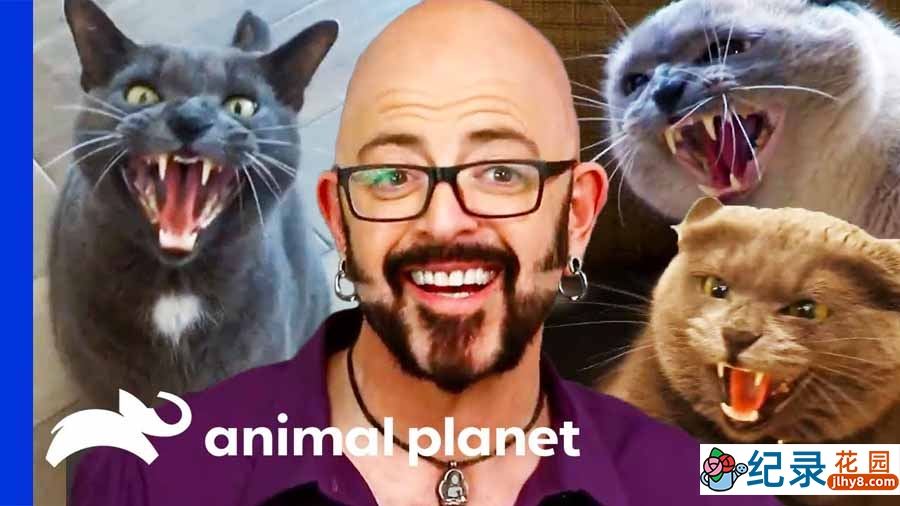 管教恶猫纪录片《金牌训猫师》第2季全6集中字 纪录片解说素材百度云盘下载 1080P/MP4/14.6G