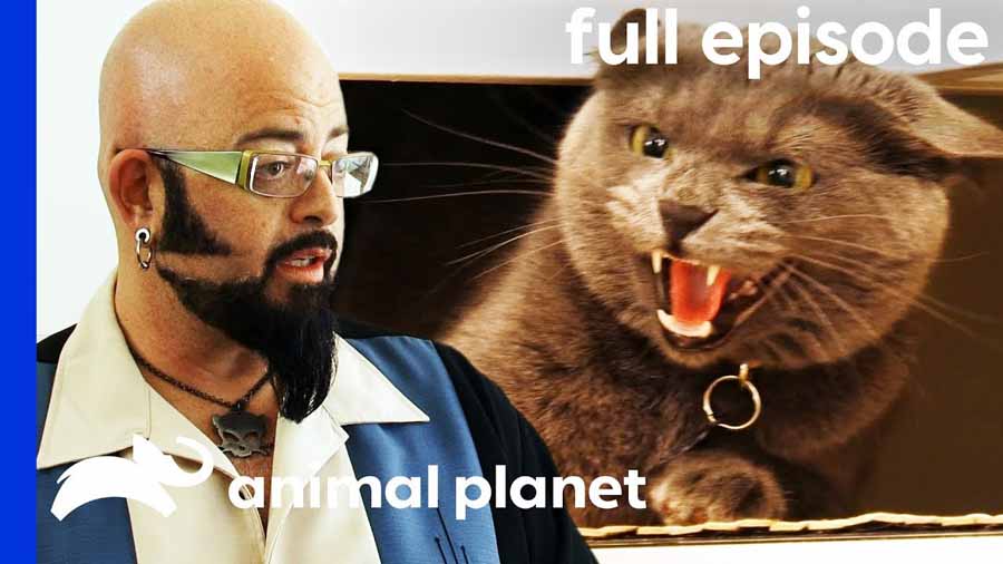 管教恶猫纪录片《金牌训猫师》第8季全10集中字 纪录片解说素材百度云盘下载 1080P/MP4/22.4G