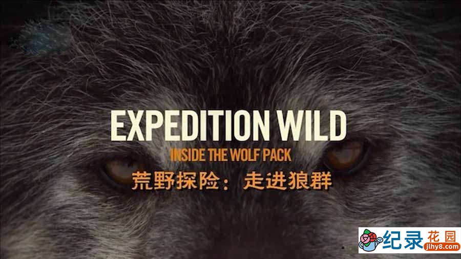 自然生态纪录片《荒野探险之走进狼群 Expedition Wild:Inside The Wolf Pack》全1集中字 纪录片资源百度云盘下载 720/MP4/1.41G