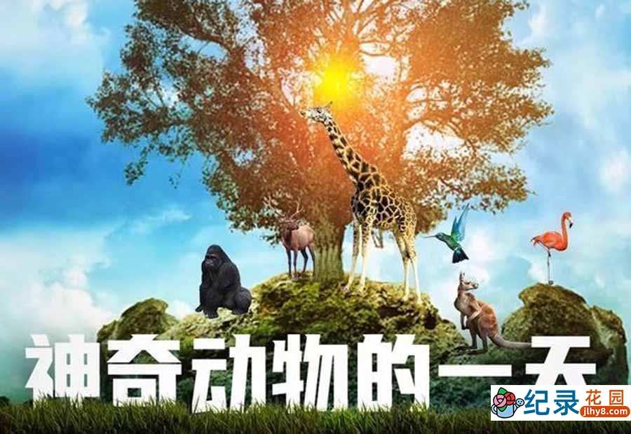 自然生态纪录片《神奇动物的一天 Dawn to dusk》第1季全8集中字 纪录片资源百度云盘下载 4K/MP4/27.2G