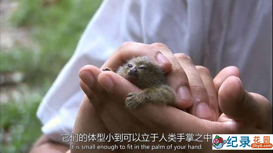 NHK珍禽异兽奇观纪录片《自然奇境》第1-11季全143集中字 纪录片资源百度云盘下载 1080P/MP4/73.4G