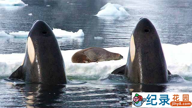 BBC自然生态纪录片《自然界中的完美搭档 Nature’s Perfect Partners》全1集中字 TS/蓝光高清纪录片资源百度云盘下载