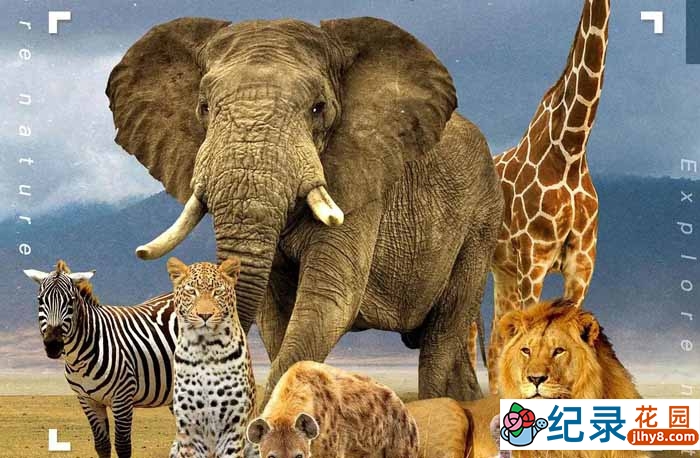 非洲主题公园旅行纪录片《一起云游非洲自然保护区》全3集中字 720P/1080i高清纪录片资源百度云盘下载