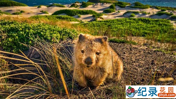 PTS自然生态纪录片《塔斯马尼亚》全1集中字 720P/1080i高清纪录片资源百度云盘下载