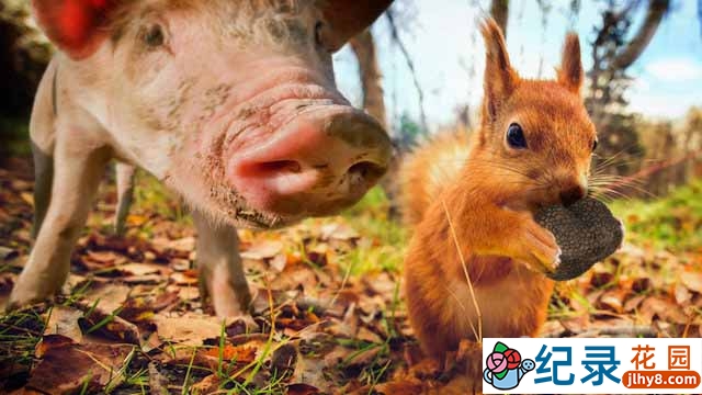 BBC自然生态纪录片《乡间趣事 Wild Tales from the Village》全1集 720P/1080i高清纪录片资源百度云盘下载