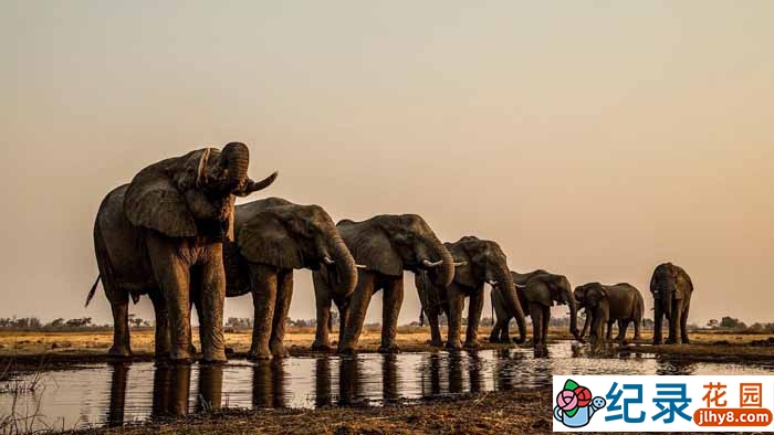 PBS自然生态纪录片《喀拉哈里 kalahari》全2集 标清纪录片资源百度云盘下载