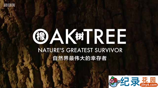 BBC植物研究纪录片《橡树 自然界最伟大的幸存者 Oak Tree Nature’s Greatest Survivor》全1集 720P/1080i高清纪录片资源百度云盘下载