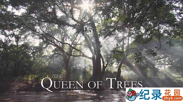 自然生态纪录片《树之女皇 The Queen of Trees》全1集 720P/1080i高清纪录片百度云下载