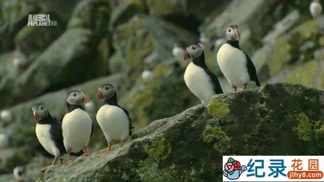 探索频道自然生态纪录片《岛屿野生大地 Wildest Islands》全2季 720P/1080i高清纪录片百度云