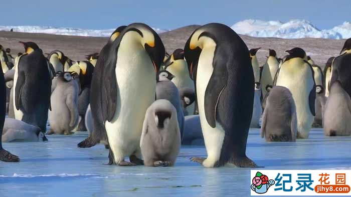 BBC自然生态纪录片《帝企鹅宝宝的生命轮回之旅 Snow Chick – A Penguin’s Tale》全1集 720P/1080i高清纪录片资源百度云盘下载