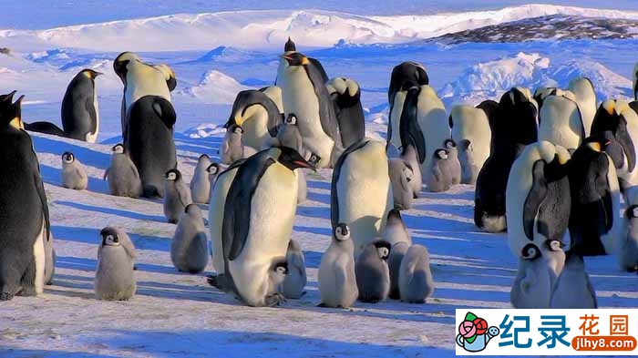 BBC自然生态纪录片《帝企鹅宝宝的生命轮回之旅 Snow Chick – A Penguin’s Tale》全1集 720P/1080i高清纪录片资源百度云盘下载