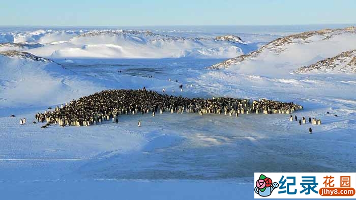 BBC自然生态纪录片《帝企鹅宝宝的生命轮回之旅 Snow Chick – A Penguin’s Tale》全1集 720P/1080i高清纪录片资源百度云盘下载