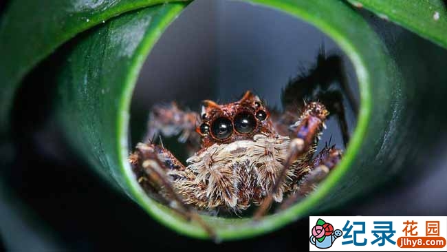 BBC自然生态纪录片《狩猎/猎捕 The Hunt》全7集 720P/1080i高清纪录片百度云