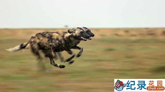 BBC自然生态纪录片《狩猎/猎捕 The Hunt》全7集 720P/1080i高清纪录片百度云