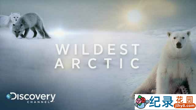 探索频道自然生态纪录片《野性北极 Wildest Arctic》全4集 720P/1080i高清纪录片百度云