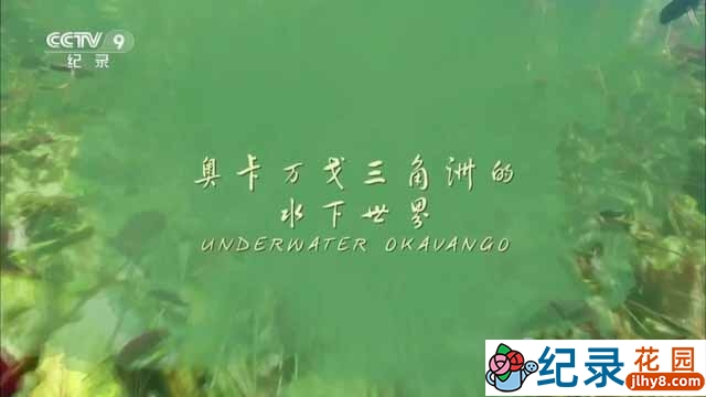 央视自然生态纪录片《奥卡万戈三角洲的水下世界 Underwater Okavango》全1集 TS/蓝光高清纪录片资源百度云盘下载