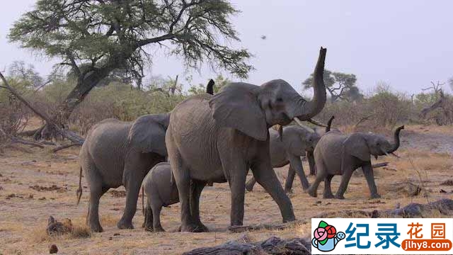 迪士尼自然生物纪录片《大象 Elephant》全1集 720P/1080i高清纪录片资源百度云盘下载