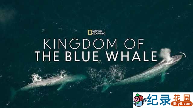 国家地理海洋生物纪录片《蓝鲸王国 Kingdom Of The Blue Whale》全1集中字 720P/1080i高清纪录片资源百度云盘下载