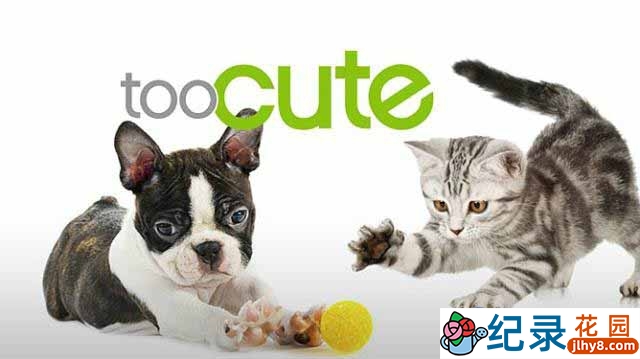 央视宠物纪录片《萌宠成长记 Too Cute》第一季 720P/1080i纪录片资源百度云盘下载