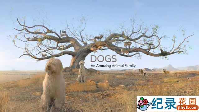 萌宠纪录片《神奇的犬科家族 Dogs An Amazing Animal Family》全3集 720P/1080i高清纪录片资源百度云盘下载