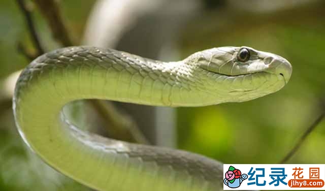 蛇类生物纪录片《黑曼巴蛇夺命之吻 Black Mamba Kiss of Death》全1集 720P/1080i高清纪录片百度云下载