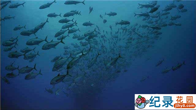 IMAX海洋纪录片《海洋绿洲 Ocean Oasis》全1集 720P/1080i高清纪录片资源百度云盘下载