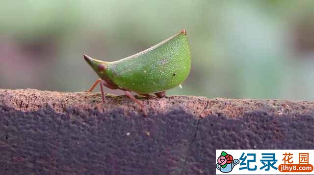 生命探索纪录片《昆虫变身秀 Mimic Treehoppers》全1集 720P/1080i高清纪录片百度云下载