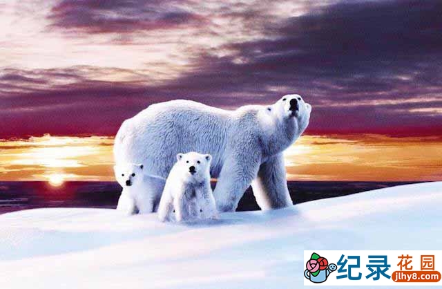 北极生态纪录片《白色星球 The White Planet》全1集 720P/1080i高清纪录片百度云下载