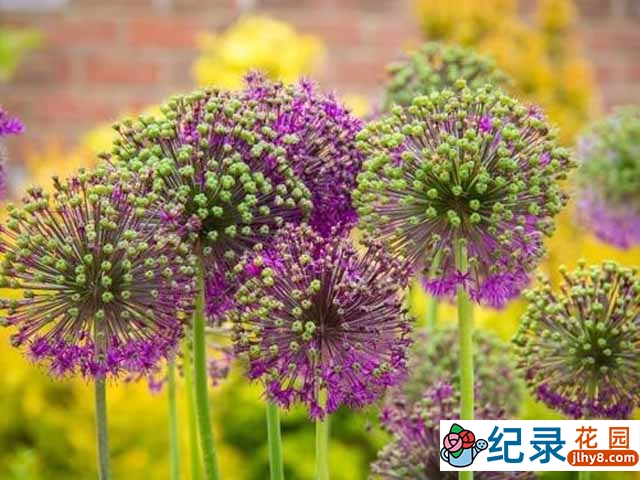 BBC生命探索纪录片《植物学:绽放的历史 Botany-A Blooming History》全3集 720P/1080i高清纪录片百度云下载