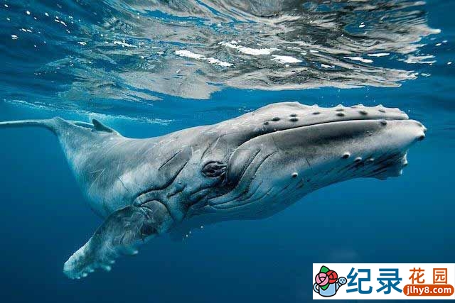 生命探索纪录片《座头鲸 Humpback Whale》全1集 720P/1080i高清纪录片百度云下载