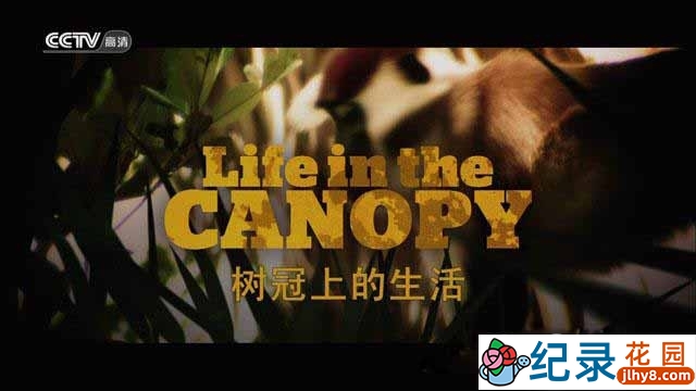 生命探索纪录片《树冠上的生活 Life in the Canopy》全3集 720P/1080i高清纪录片百度云下载