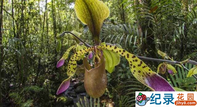 生命探索纪录片《植物的秘密武器/植物也坏坏 Plants Behaving Badly》全2集 720P/1080i高清纪录片百度云下载