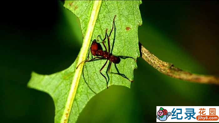 BBC生命探索纪录片《蚂蚁星球 Planet Ant Life Inside the Colony》全1集 720P/1080i高清纪录片百度云下载