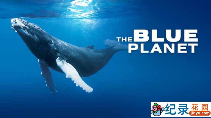BBC海洋生态纪录片《蓝色星球The Blue Planet》第1季 720P/1080i高清纪录片百度云下载