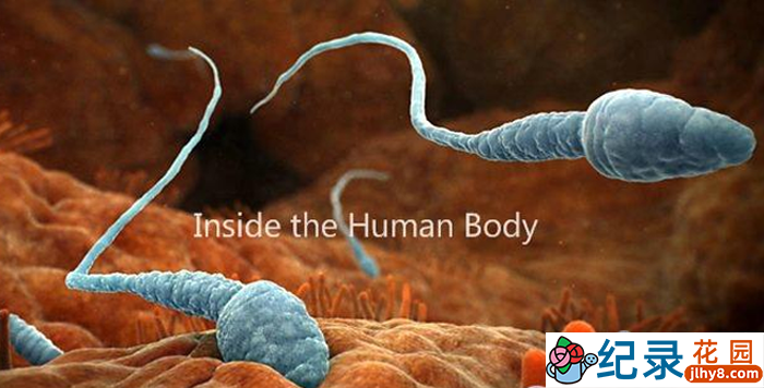 BBC生命科学纪录片《人体奥秘 Inside the Human Body》全4集 720P/1080i高清纪录片百度云