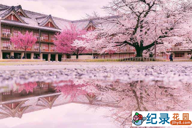NHK日本国花纪录片《樱花树之恋 日本人和樱花的故事》全1集中字 720P/1080i高清纪录片资源百度云盘下载插图