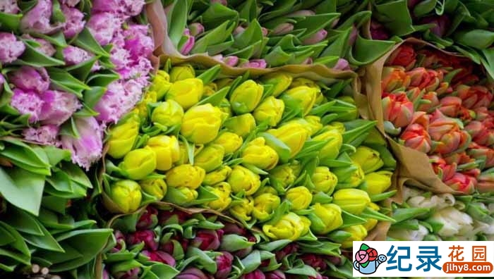 BBC生活纪录片《世界上最大的鲜花市场 The World’s Biggest Flower Market》全1集 720P/1080i高清纪录片百度云下载