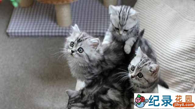 萌宠纪录片《小喵的秘密 The Secret Life Of Kittens》全2集 标清纪录片百度云下载