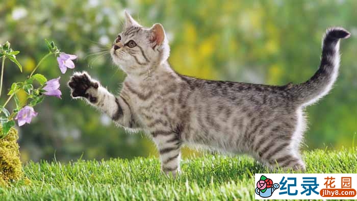 国家地理萌宠纪录片《猫谜 Cats-Caressing The Tiger 》全1集 标清纪录片百度云下载