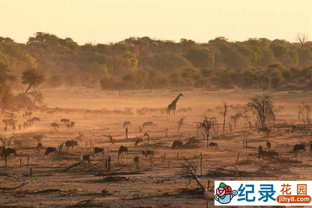 探索频道自然生态纪录片《博泰蒂河的新生 BOTETI:The Returning River》全1集 720P/1080i高清纪录片资源百度云盘下载