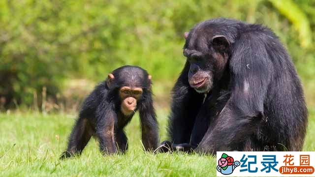 BBC自然生态纪录片《失落峡谷的黑猩猩 Chimps of the Lost Gorge》全1集 标清纪录片资源百度云盘下载