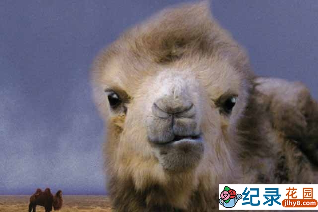 蒙古自然人文纪录片《哭泣的骆驼 The Story of The Weeping Camel》全1集 720P/1080i高清纪录片百度云下载